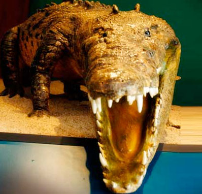 Museo del Cocodrilo único en su tipo en el mundo