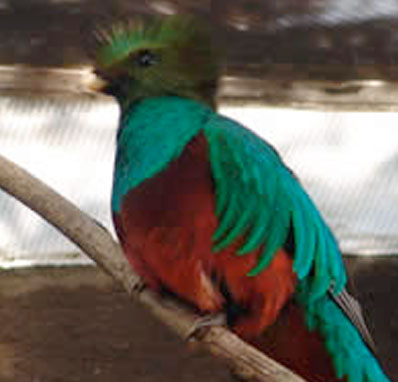 En la especie de ave Quétzal los machos son más hermosos que las hembras